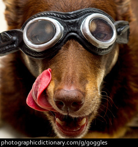 Photo of a dog wearing goggles