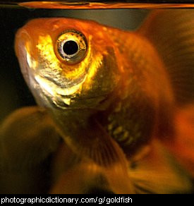 Photo of a pet goldfish.