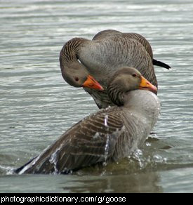 Photo of two geese