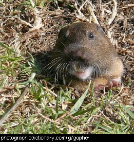 Photo of a gopher