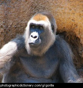 Photo of a gorilla