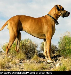 Photo of a great dane dog