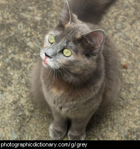 Photo of a grey cat