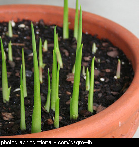 Photo of seedlings growing