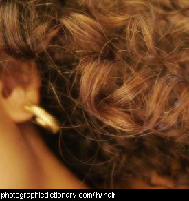 Photo of a woman's hair