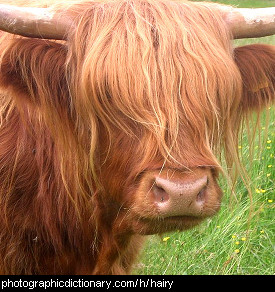 Photo of a hairy cow
