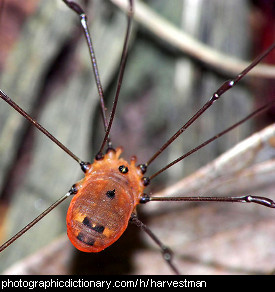 Photo of a harvestman