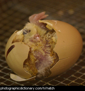 Photo of a baby chick hatching