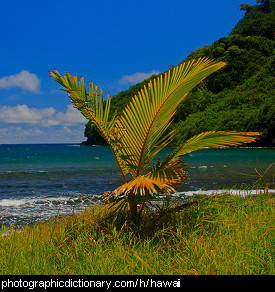 Photo of the Hawaiian coast