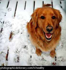 Photo of a healthy dog