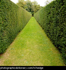 Photo of a hedge alley.