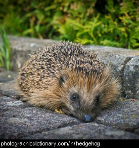 Photo of a hedgehog