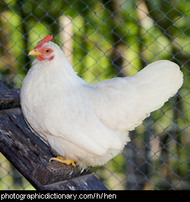 Photo of a hen.