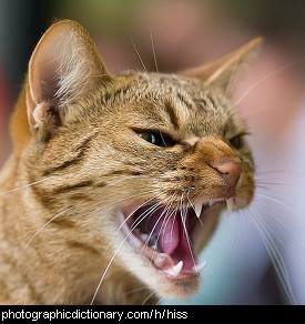 Photo of a cat hissing