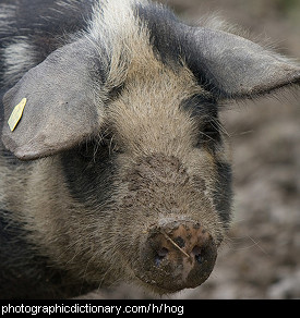 Photo of a hog