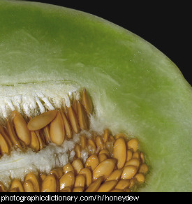 Photo of a honeydew melon