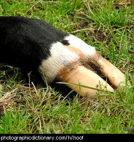 Photo of a cows hoof