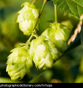 Photo of hops flowers