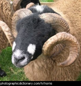 Photo of rams horns