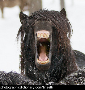 Photo of a horse with teeth.