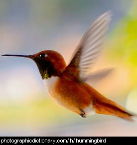 Photo of a hummingbird