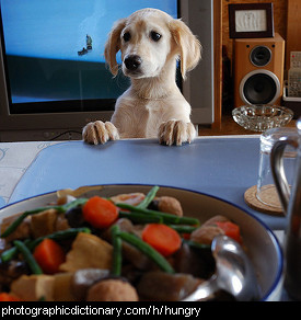 Photo of a hungry dog