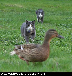 Photo of cats hunting a duck