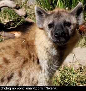 Photo of a hyena