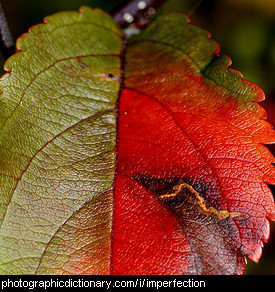 Photo of an imperfection on a leaf