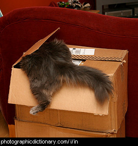 Photo of a cat going into a box
