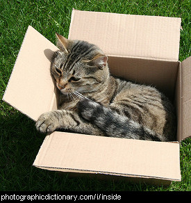 Photo of a cat inside a box.