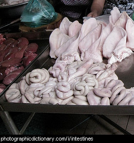 Photo of pig intestines