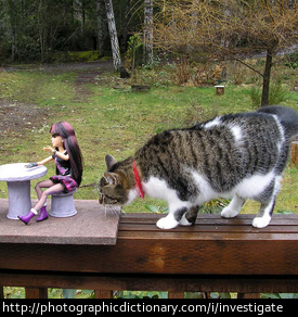 A cat investigating some dolls