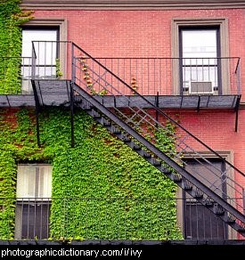 Photo of a wall covered in ivy