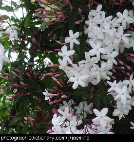 Photo of common jasmine