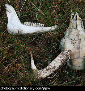 Photo of a jaw bone