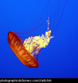 Photo of a jellyfish