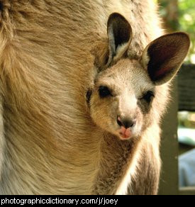Photo of a baby kangaroo