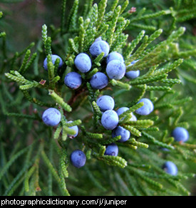 Photo of juniper berries