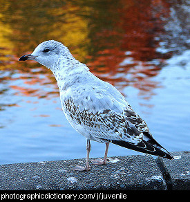 Photo of a juvenile gull