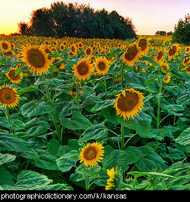 Photo of sunflowers in Kansas