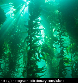 A kelp forest