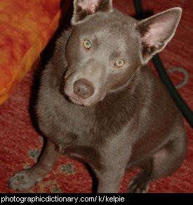 Photo of a kelpie dog