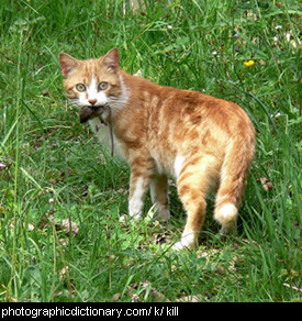 Photo of a cat with a mouse