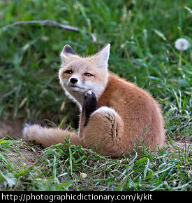 A fox kit.