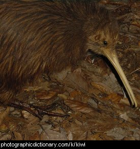 Photo of a kiwi bird