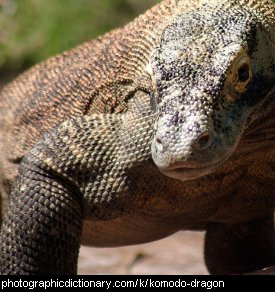 Photo of a komodo dragon