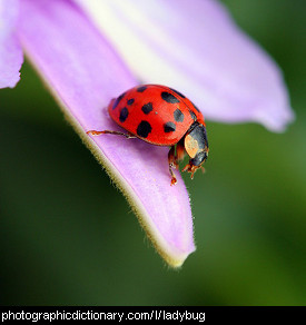 Photo of a red ladybug