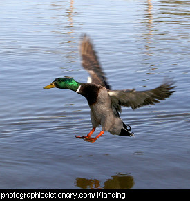Photo of a duck landing