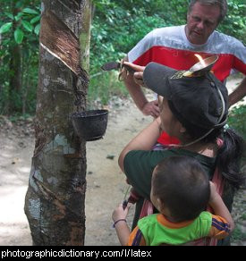 Photo of rubber trees